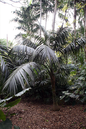 Kentia Palm 14”