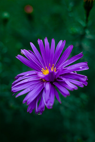 Kickin® Purple Aster 1G