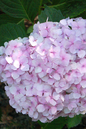 Kitty Hawk Hydrangea 2G