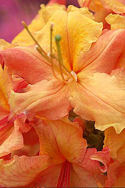 Klondyke Azalea 2G