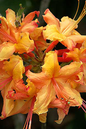 Klondyke Azalea 3G