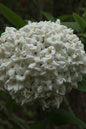 Korean Spice Viburnum 2G
