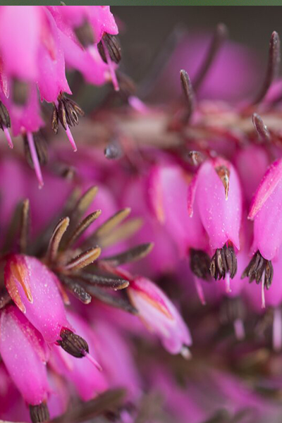 Kramer’s Rote Heather 1G