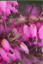 Kramer’s Rote Heather 1G