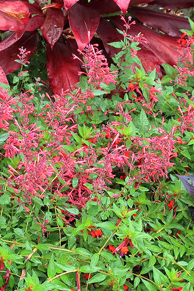 Kudos® Coral Agastache 1G