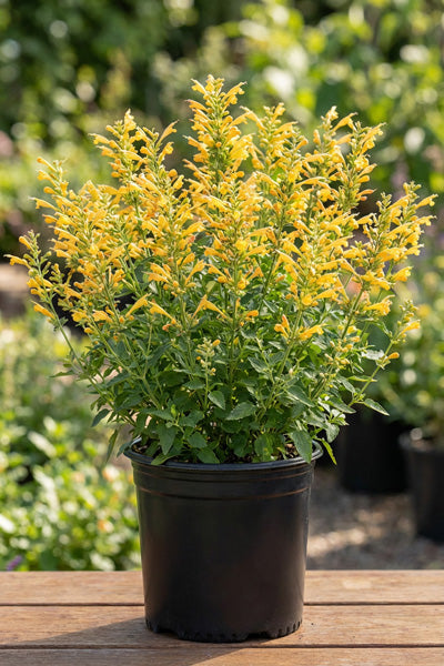 Kudos® Gold Agastache 1G