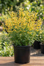 Kudos® Gold Agastache 1G
