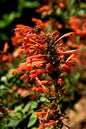 Kudos® Red Agastache 1G