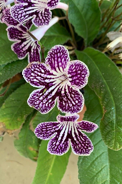 Ladyslippers Grape Ice QT