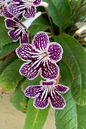 Ladyslippers Grape Ice QT