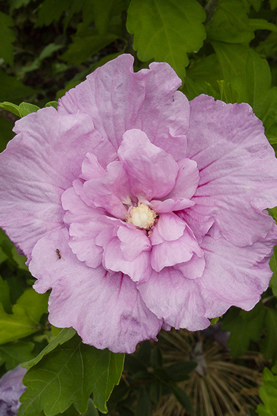 Lavender Chiffon Hibiscus 2G