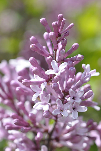 Lavender Lady Lilac 2G
