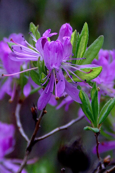 Lee’s Dark Purple Rhododendron 5G