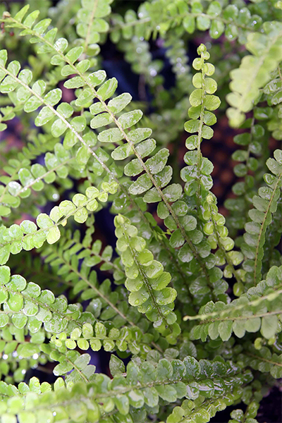 Lemon Button Fern 4”