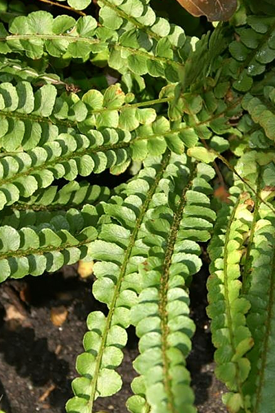 Lemon Button Fern 6”