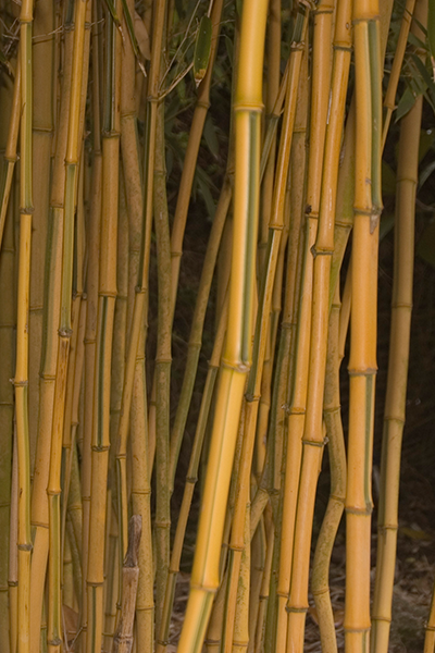 Lemon Lime Bamboo 1G