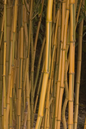 Lemon Lime Bamboo 1G