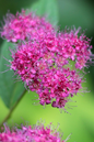 Lil’ Sizzle® Spirea 2G
