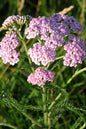Lilac Beauty Yarrow 1G