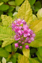 Lime Mound Spirea 1G