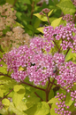 Lime Mound Spirea 2G
