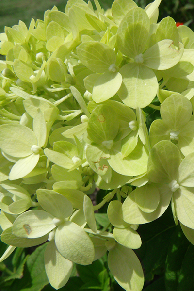 Limelight Hydrangea 2G