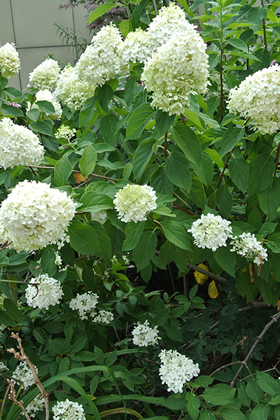 Limelight Hydrangea 5G