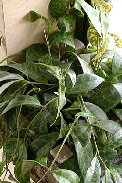 Lipstick Plant Bolero Bicolor 4”