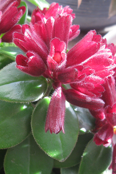 Lipstick Plant Mona Lisa 6”
