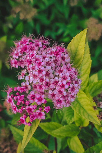 Little Bonnie Spirea 1G