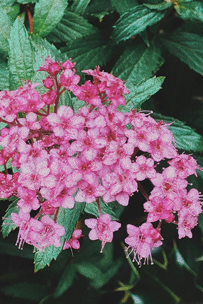 Little Bonnie Spirea 3G