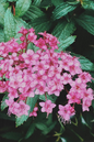 Little Bonnie Spirea 3G