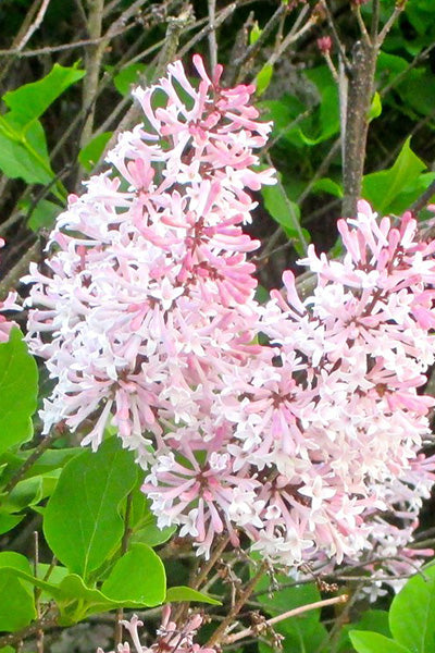 Little Darling® Lilac 5G