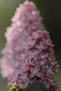 Little Lady Lilac 2G