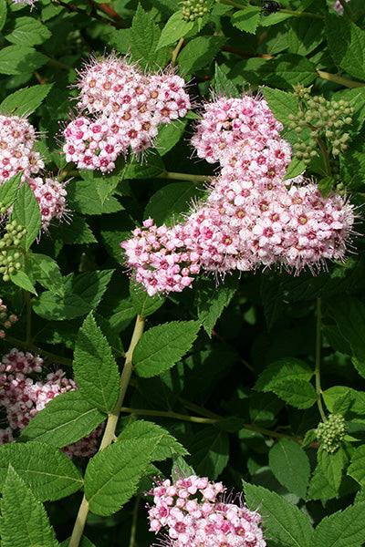Little Princess Spirea 1G