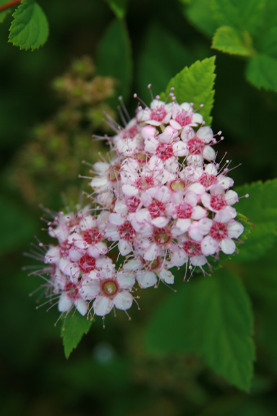 Little Princess Spirea 2G