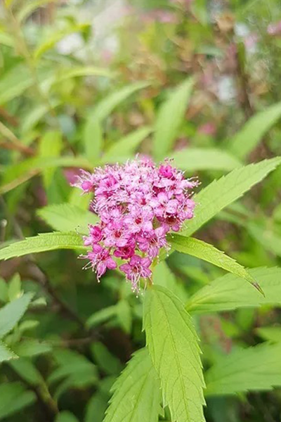 Little Spark® Spirea 2G