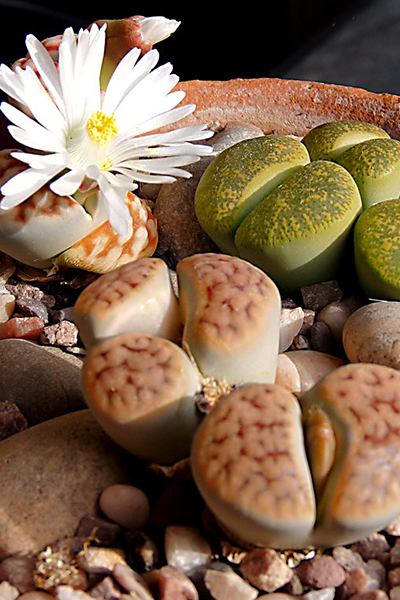 Living Stones 2"