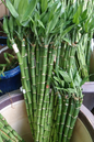 Lucky Bamboo Single 8”
