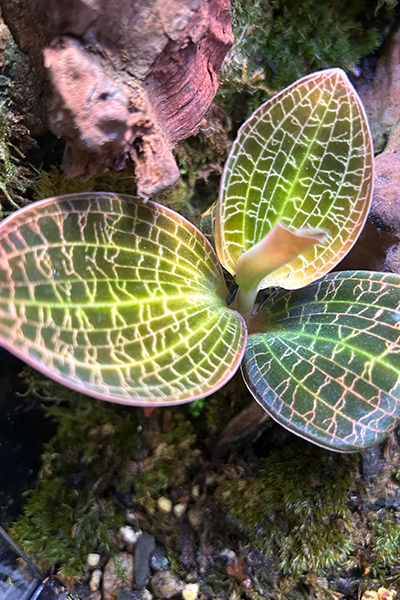 Jewel Orchid Dreamcatcher 2”