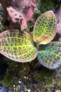 Jewel Orchid Dreamcatcher 2”