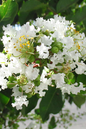 Lunar Magic Crape Myrtle 2G