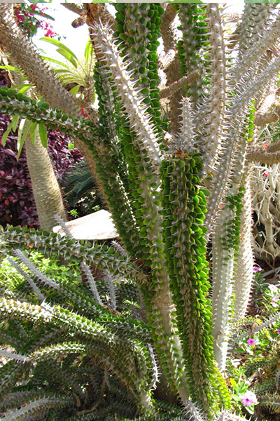 Madagascar Ocotillo 6”