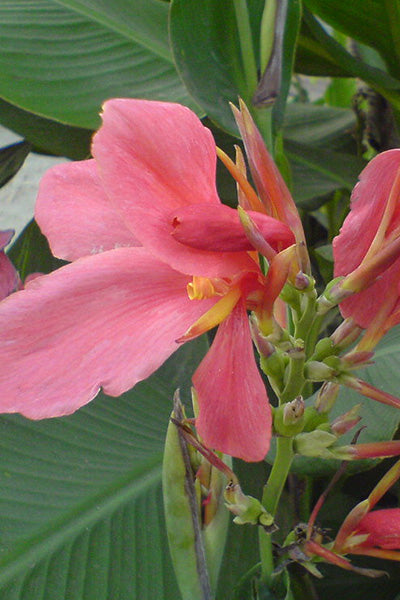 Magic Pink Canna Lily 2G