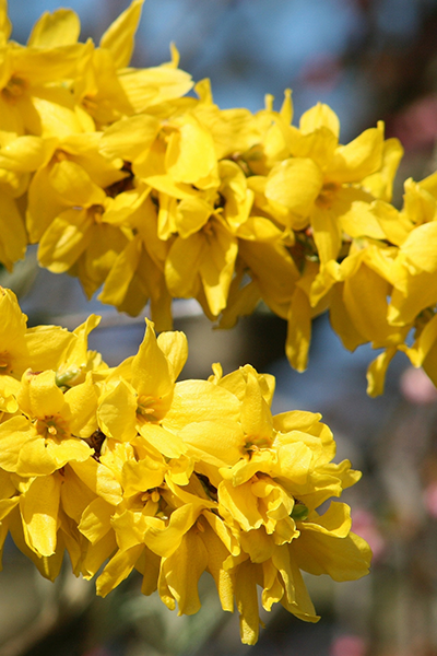 Magical Forsythia 5G