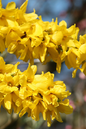 Magical Forsythia 5G