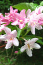 Magical® Fantasy Weigela