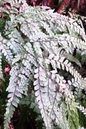 Maidenhair Fern 6” Assorted