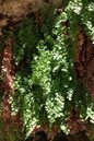 Maidenhair Fern 6” HB