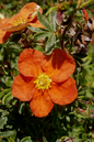 Mandarin Tango Potentilla 2G